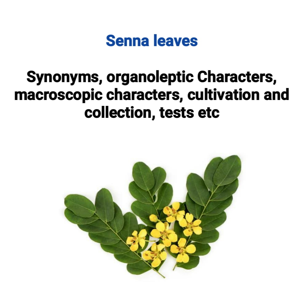 senna leaves pharmacognosy